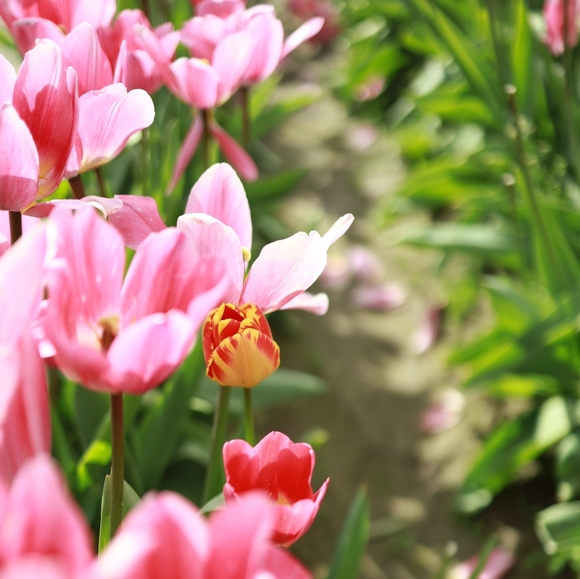 flowerloveshop